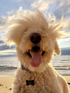 A close up of a fluffy, white dog on the beach smiling at the camera