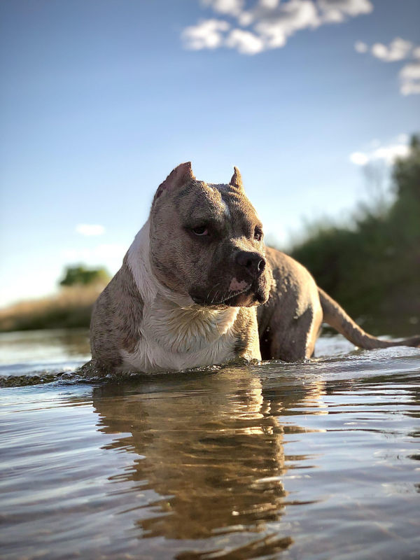 A sturdy Staffordshire Terrier chest-deep in a lake.