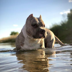 An sturdy Staffordshire Terrier chest-deep in still water standing in a lake