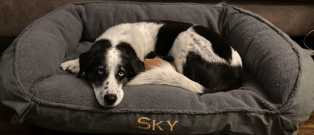 A black and white dog lays on its bed.