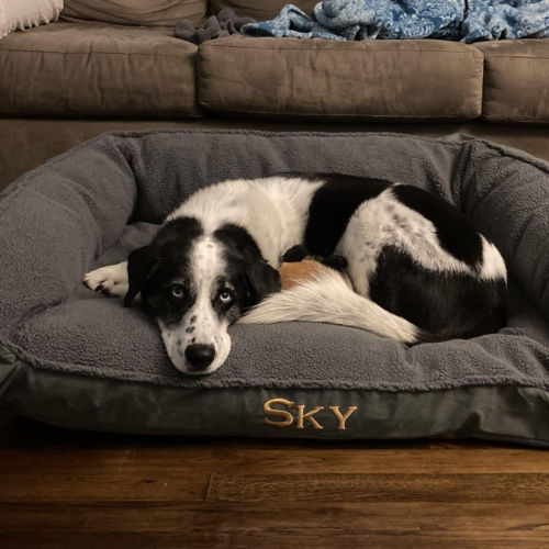 A black and white dog resting on a gray dog bed.