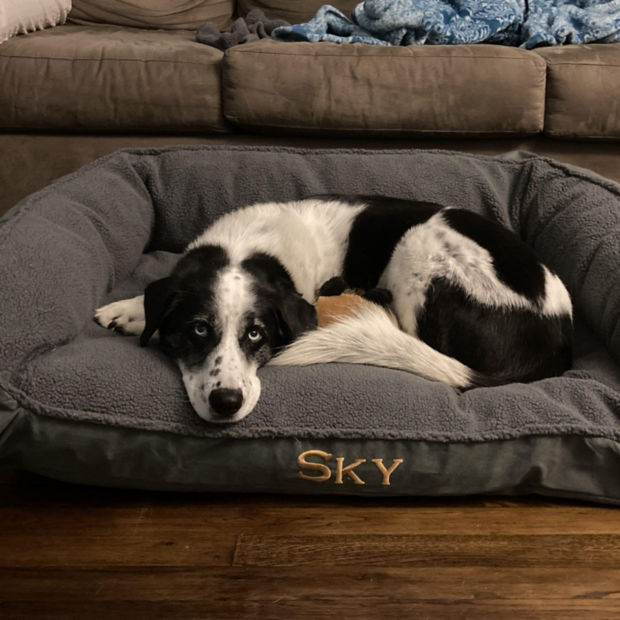A black and white dog resting on a gray dog bed