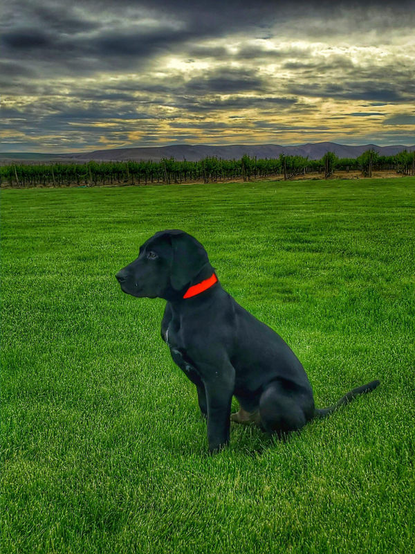 A black lab in a red collar sits in emerald green grass under a cloudy sky