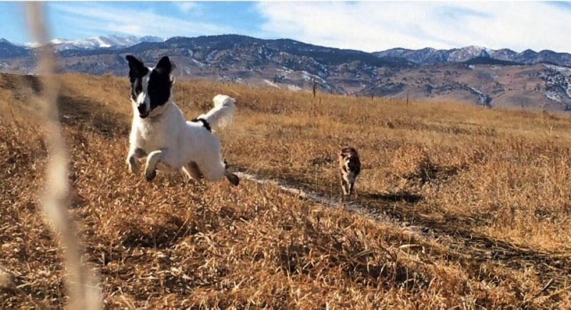 A black and white dog happily running through a field
