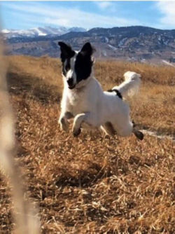 A black and white dog happily running through a field