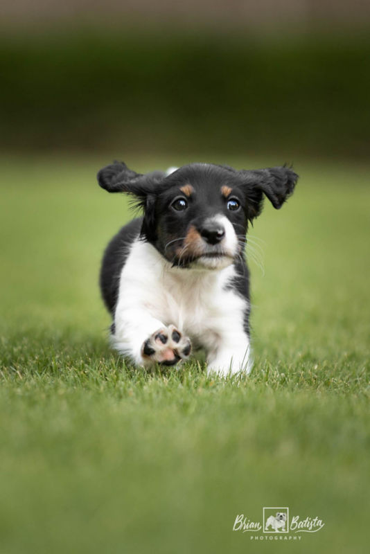 A small black and white puppy running through green grass