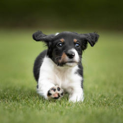 A small black and white puppy running through green grass
