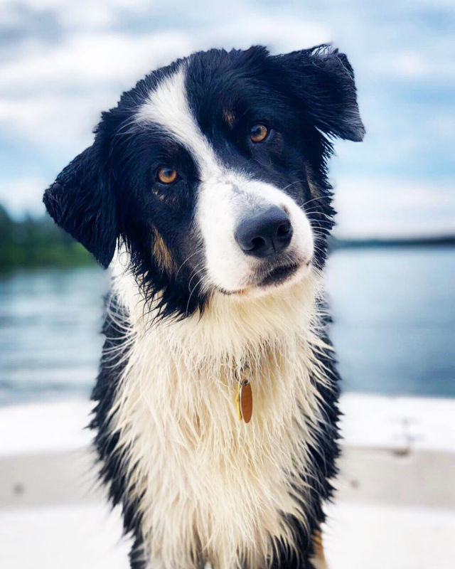 A black and white dog with its head tilted standing in front of a body of water.