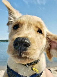 A close-up of a young Golden Retriever on a windy beach.