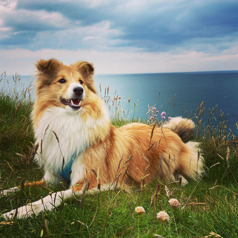 A brown and white border collie laying on the green grass.