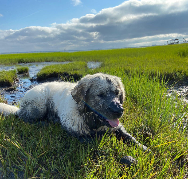 A dirty white dog laying on the grass near a stream