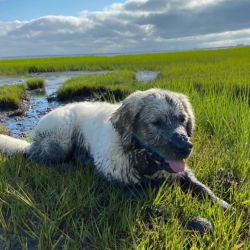 A dirty white dog laying on the grass near a stream