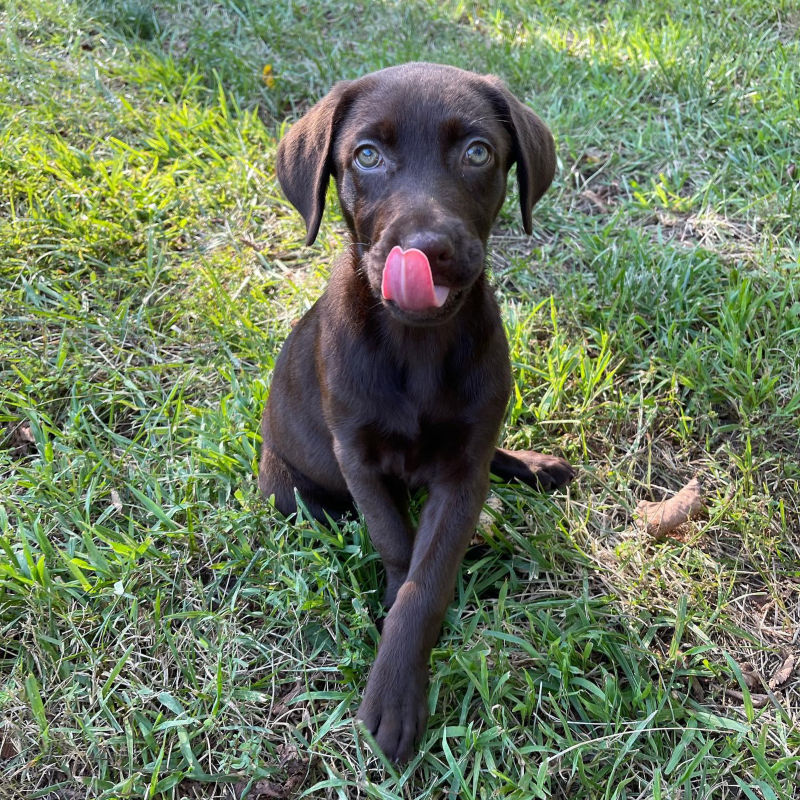 A chocolate lab puppy laying on the green grass