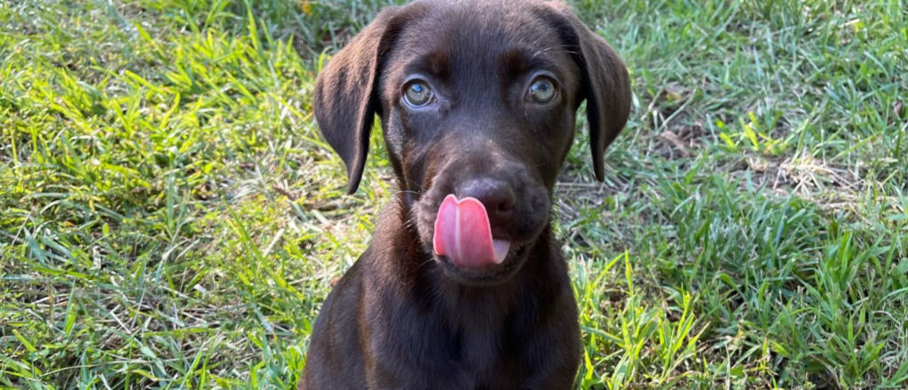 A chocolate lab puppy licks their nose while sitting on the green grass