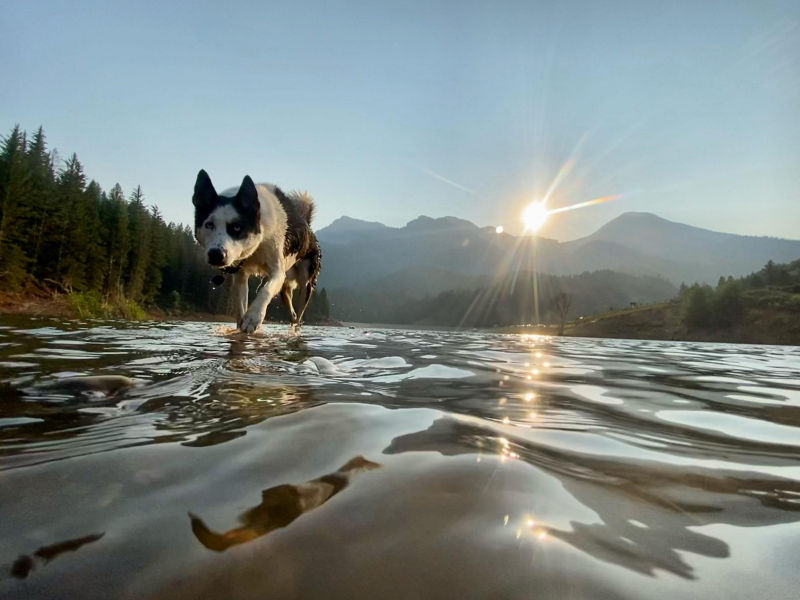 A black and white dog walking through the water with the sun setting behind it