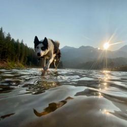 A black and white dog walking through the water with the sun setting behind it