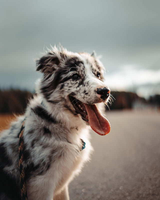 A close-up of a border collie panting outdoors
