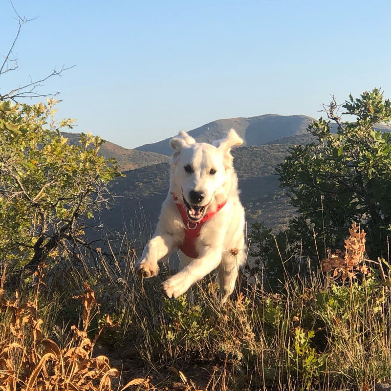 A white dog with a red harness leaping through the brush