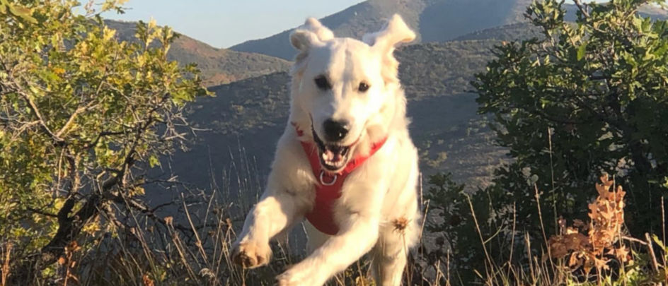 A white dog with a red harness leaping through the brush