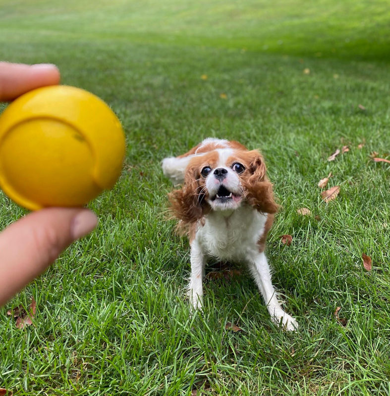 A small brown and white dog playing with a yellow ball outside on the green grass