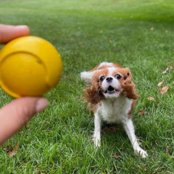 A small brown and white dog playing with a yellow ball outside on the green grass