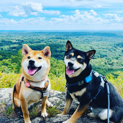 Two dogs sitting on a rock at the top of a mountain