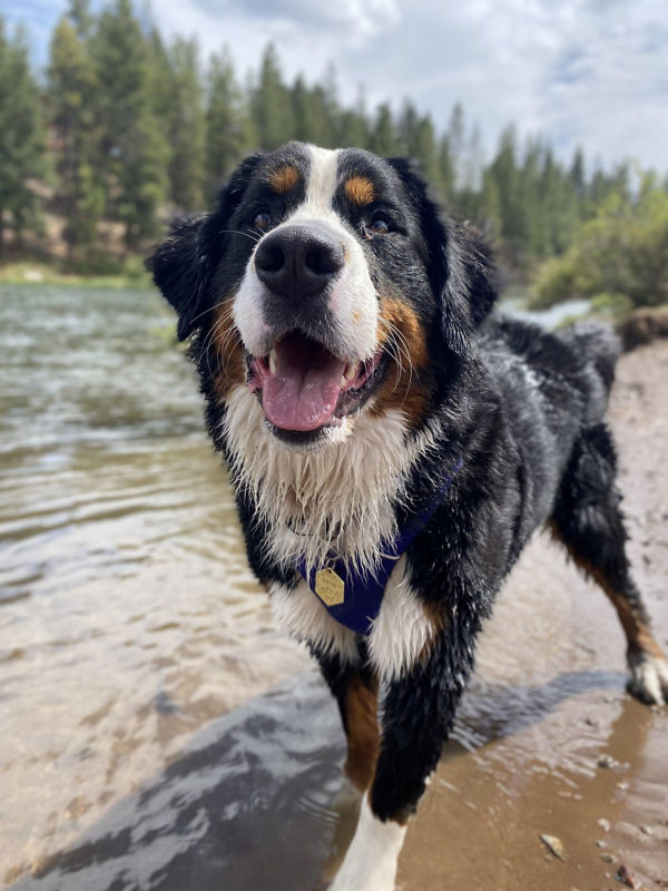 A Bernese Mountain Dog smiles from the shore with water and evergreen trees in the background