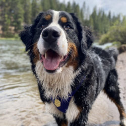A Bernese Mountain Dog smiles from the shore with water and evergreen trees in the background