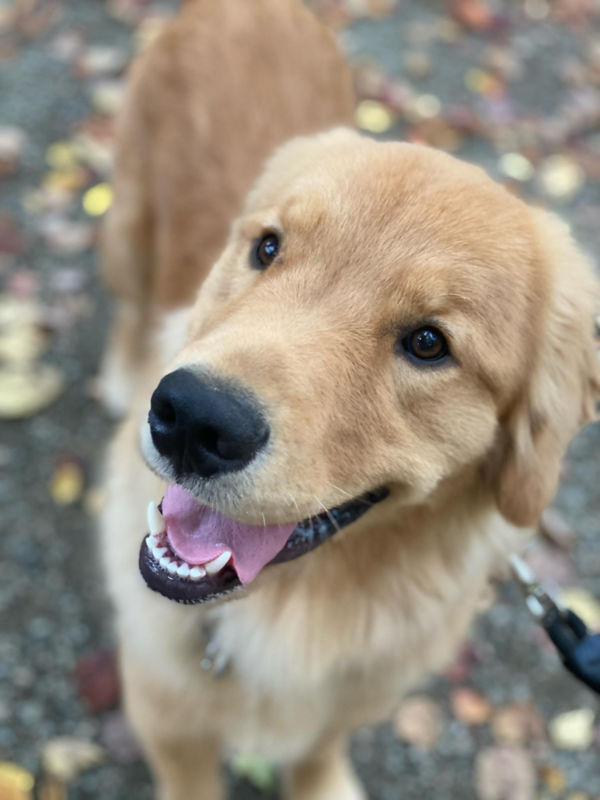 A close-up image of a happy golden retriever
