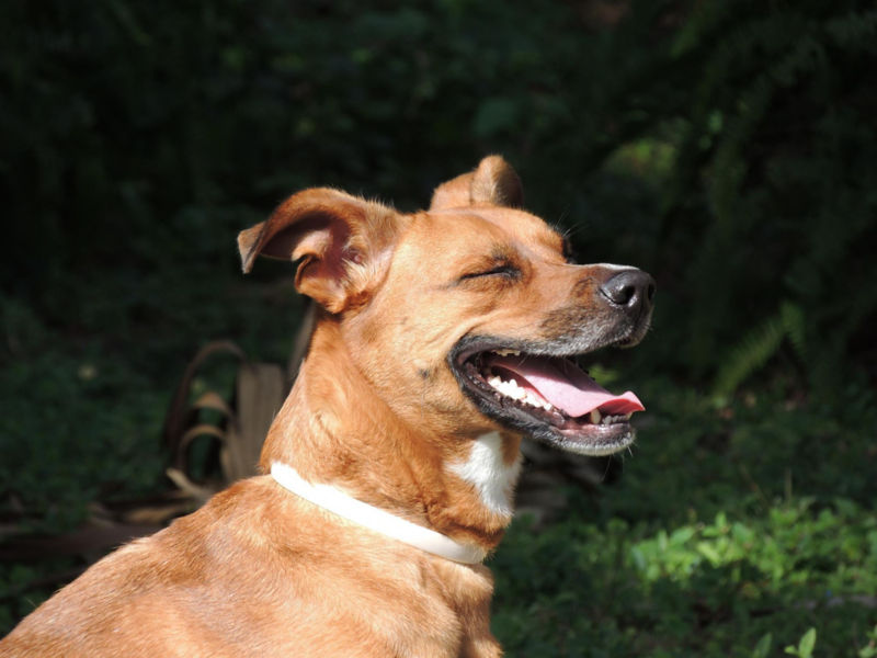 A brown dog panting with closed eyes in the sunshine.