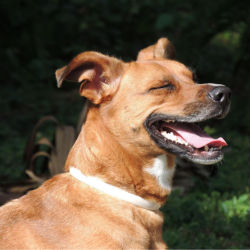 A brown dog panting with closed eyes, looking hot