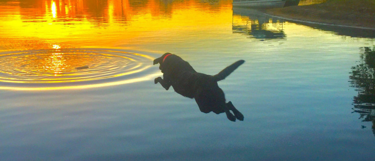 A black dog jumping off a dock into a body of water colored by a sunset