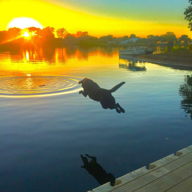 A black dog mid-jump into still water with the sun setting in the background