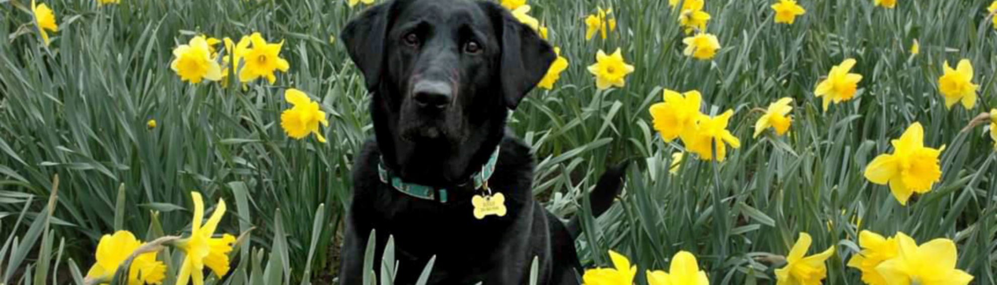 A black Labrador Retriever sitting in a field surrounded by yellow daffodils.