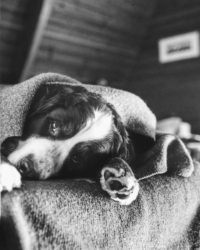 A black and white photo of a dog looking sad laying on the ground