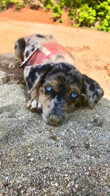 A speckled dachshund with startling blue eyes resting on sand.