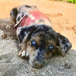 A speckled dachshund with blue eyes resting on sand