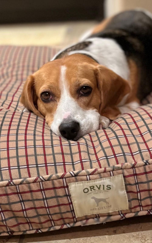 A brown and white dog resting on a patterned dog bed