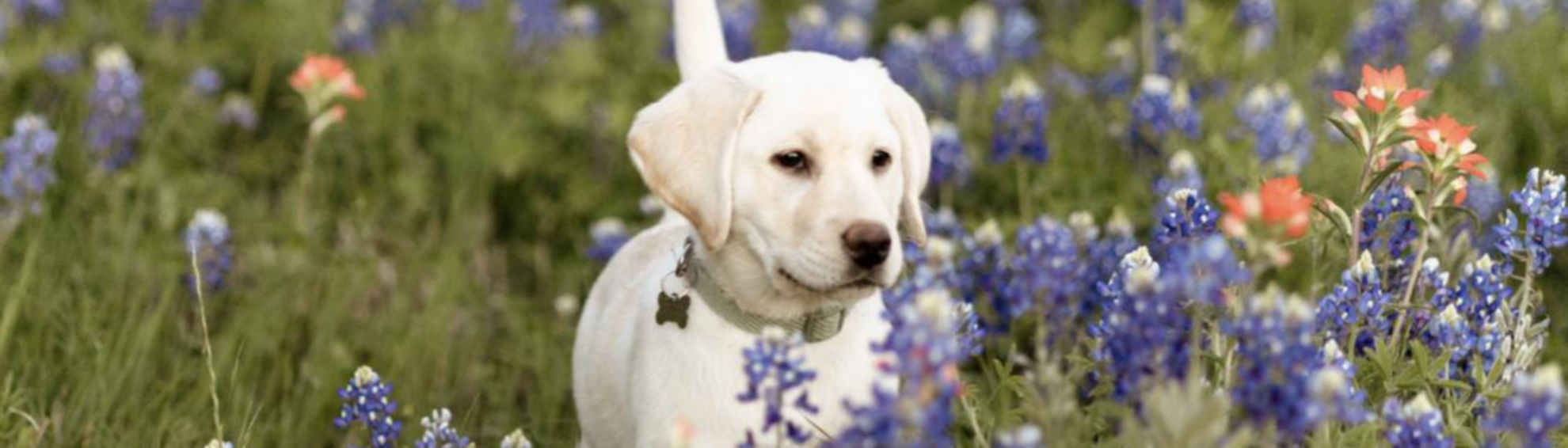 A yellow lab puppy standing in a green field full of purple flowers and green grass