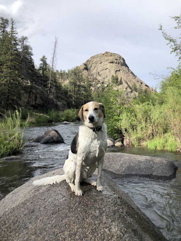 A white and black dog sitting on a rock out in the wilderness