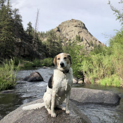 A white and black dog sitting on a rock out in the wilderness