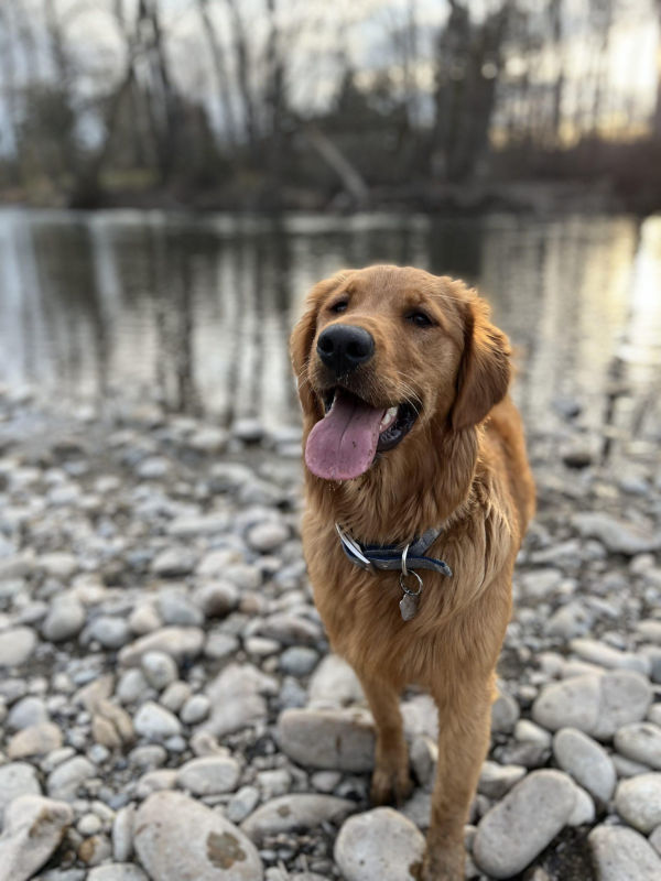 A golden retriever stands on a rocky shore next to a river in winter