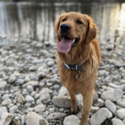 A golden retriever stands on a rocky shore next to a river in winter