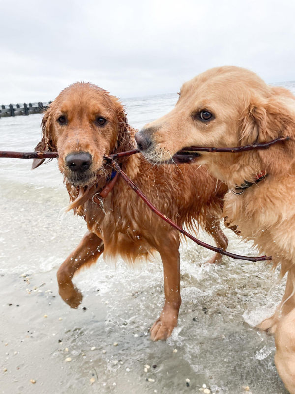 Two golden retrievers walk up a beach sharing a stick.