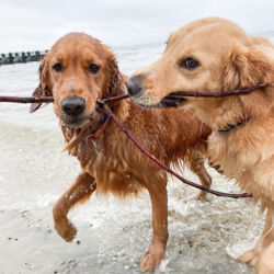 Two golden retrievers walk up a beach sharing a stick