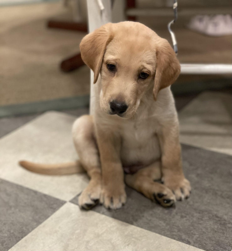 A little golden retriever puppy sitting on a tile floor