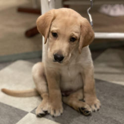 A little golden retriever puppy sitting on a tile floor
