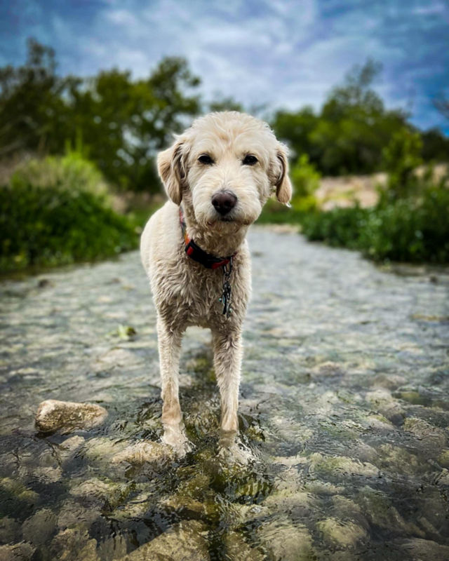 A white poodle mix standing in shallow rocky water