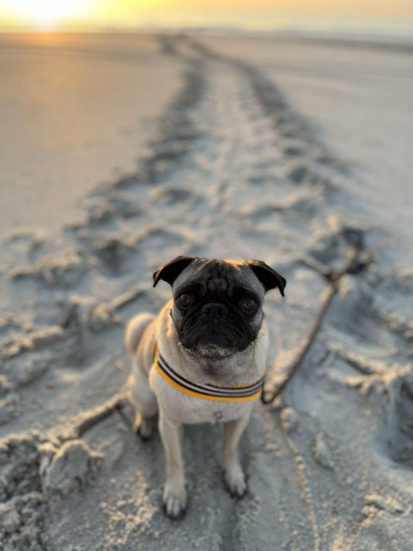 Looking down at a small pug sitting on the sand at a beach