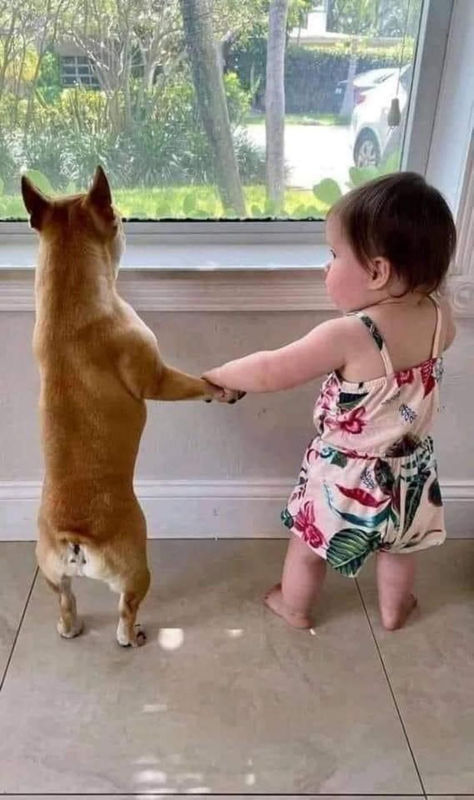 A small child and a dog standing at a window